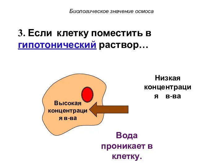 Низкая концентрация в-ва Высокая концентрация в-ва 3. Если клетку поместить в