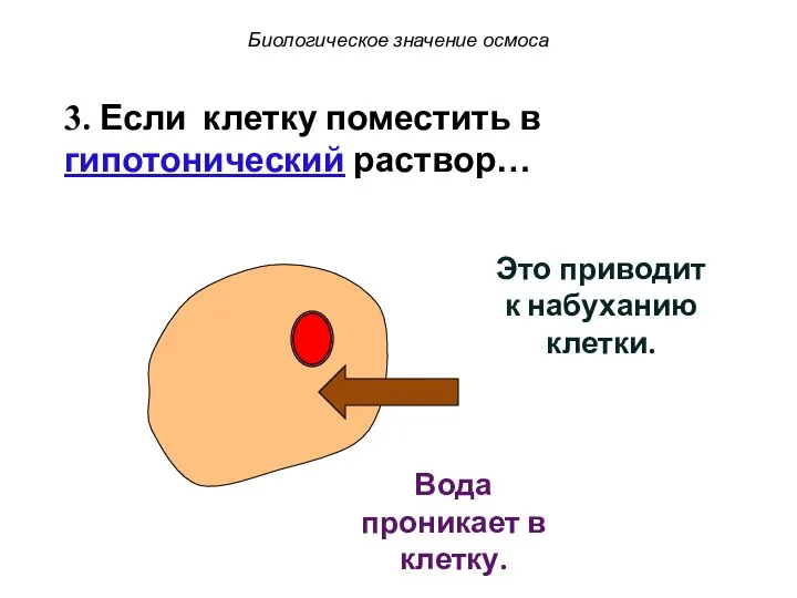 Это приводит к набуханию клетки. 3. Если клетку поместить в гипотонический