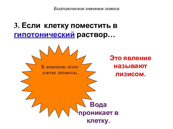 Это явление называют лизисом. В конечном итоге клетка лопается. Вода проникает