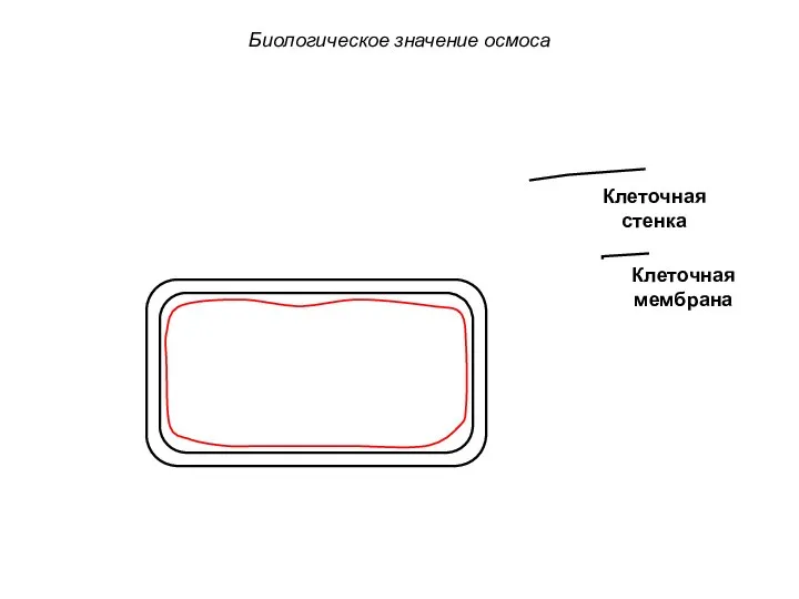 Клеточная стенка Клеточная мембрана Биологическое значение осмоса