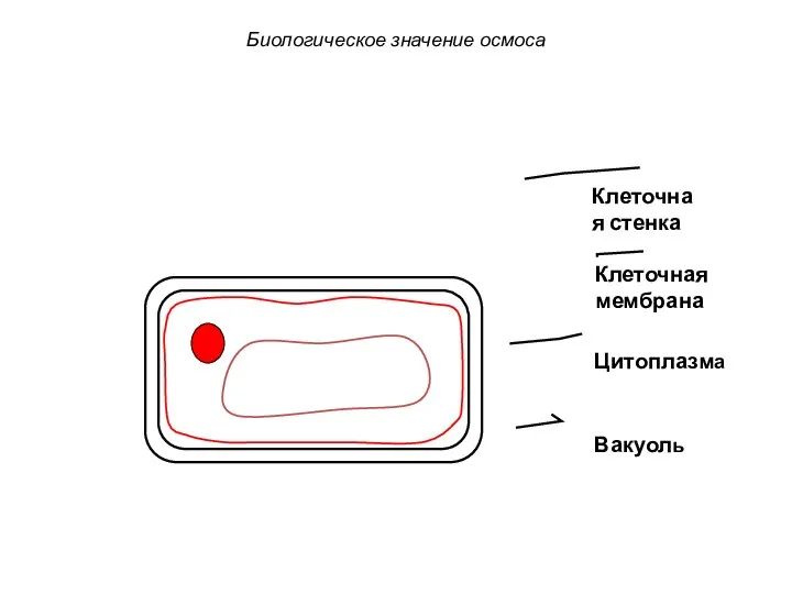 Клеточная стенка Клеточная мембрана Цитоплазма Вакуоль Биологическое значение осмоса