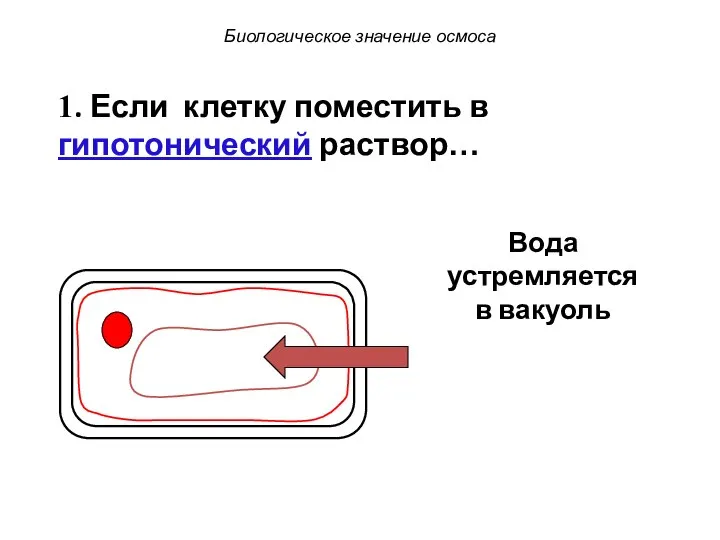 Биологическое значение осмоса 1. Если клетку поместить в гипотонический раствор… Вода устремляется в вакуоль