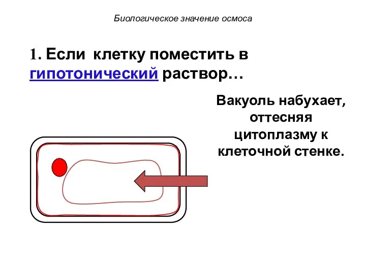 Биологическое значение осмоса 1. Если клетку поместить в гипотонический раствор… Вакуоль