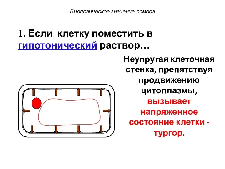 Биологическое значение осмоса 1. Если клетку поместить в гипотонический раствор… Неупругая