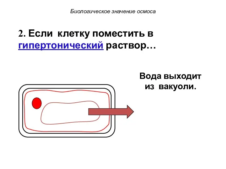 Биологическое значение осмоса 2. Если клетку поместить в гипертонический раствор… Вода выходит из вакуоли.