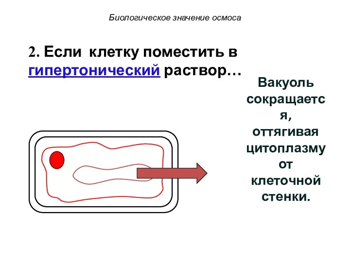 Биологическое значение осмоса 2. Если клетку поместить в гипертонический раствор… Вакуоль