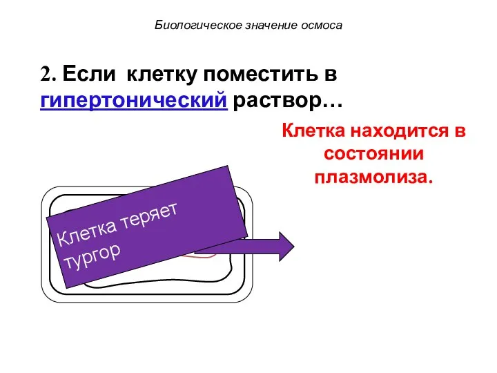 Клетка теряет тургор 2. Если клетку поместить в гипертонический раствор… Клетка