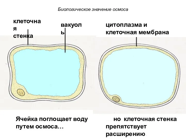 клеточная стенка цитоплазма и клеточная мембрана вакуоль Ячейка поглощает воду путем