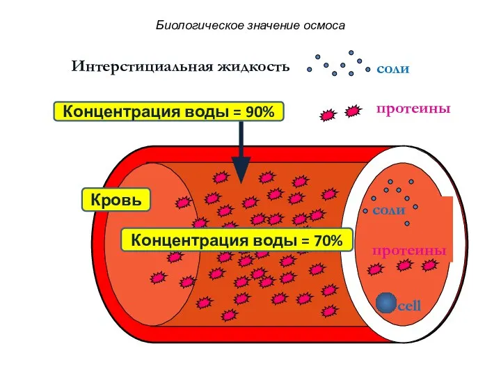 соли протеины Интерстициальная жидкость соли протеины cell Концентрация воды = 90%