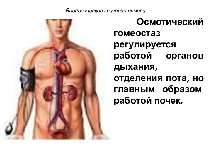 Осмотический гомеостаз регулируется работой органов дыхания, отделения пота, но главным образом работой почек. Биологическое значение осмоса