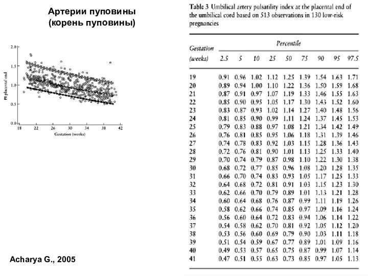 Артерии пуповины (корень пуповины) Acharya G., 2005