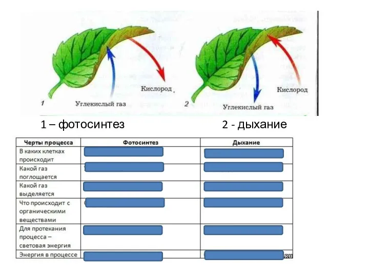 1 – фотосинтез 2 - дыхание