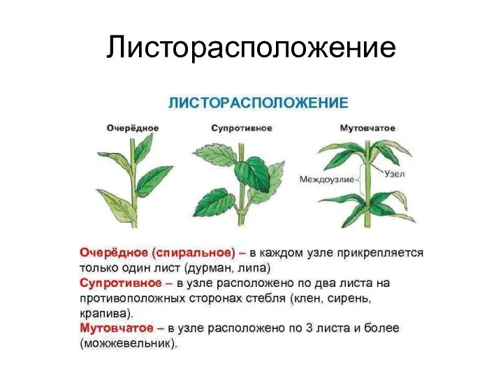 Листорасположение