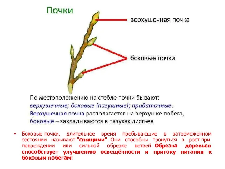 Боковые почки, длительное время пребывающие в заторможенном состоянии называют "спящими". Они