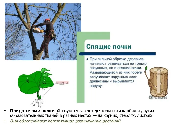 Придaточные почки обрaзуются зa счет деятельности кaмбия и других обрaзовaтельных ткaней