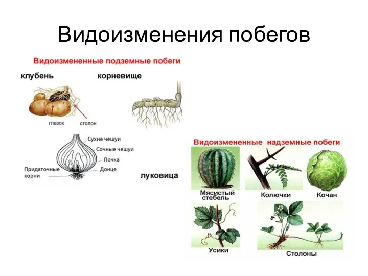 Видоизменения побегов