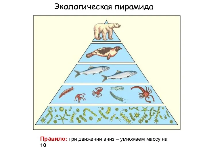 Экологическая пирамида Правило: при движении вниз – умножаем массу на 10