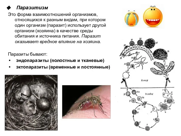 Паразитизм Это форма взаимоотношений организмов, относящихся к разным видам, при котором