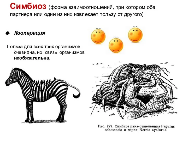 Симбиоз (форма взаимоотношений, при котором оба партнера или один из них