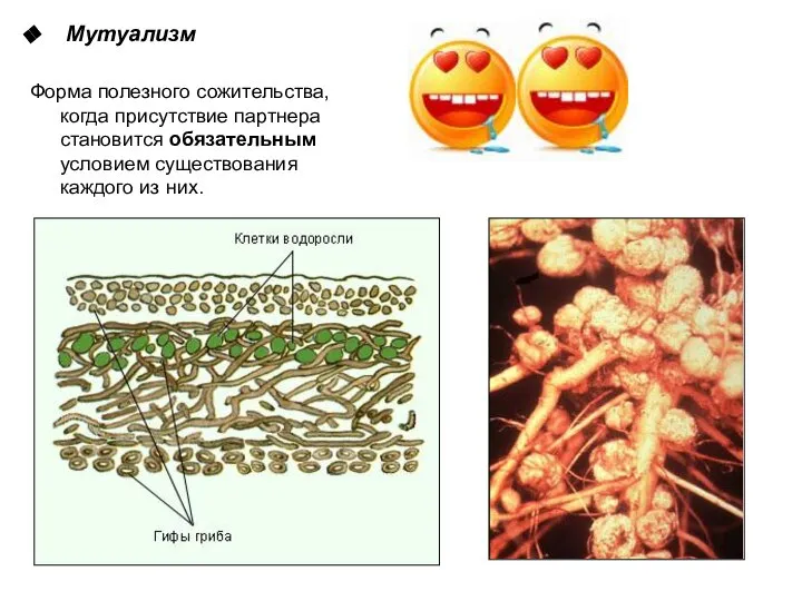 Мутуализм Форма полезного сожительства, когда присутствие партнера становится обязательным условием существования каждого из них.