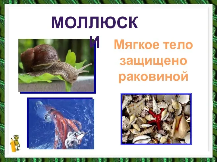 МОЛЛЮСКИ МОЛЛЮСКИ Мягкое тело защищено раковиной