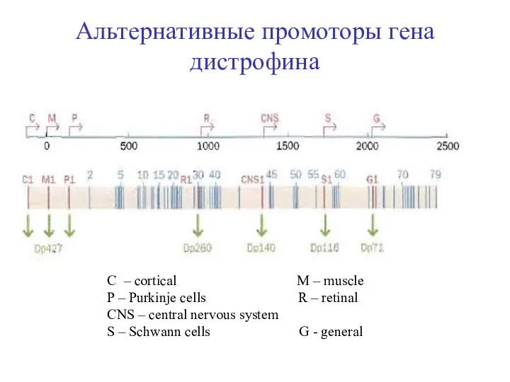 Альтернативные промоторы гена дистрофина С – cortical M – muscle P