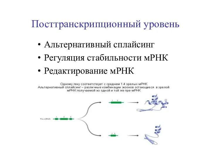 Посттранскрипционный уровень Альтернативный сплайсинг Регуляция стабильности мРНК Редактирование мРНК