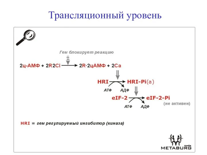 Трансляционный уровень