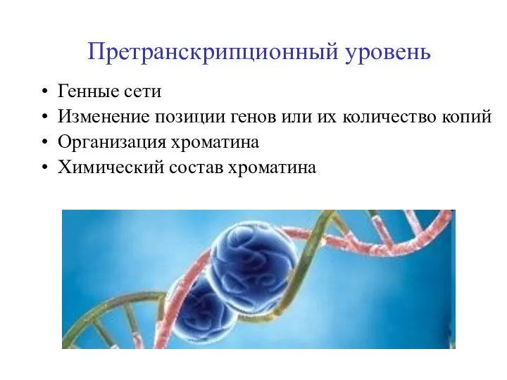 Претранскрипционный уровень Генные сети Изменение позиции генов или их количество копий Организация хроматина Химический состав хроматина