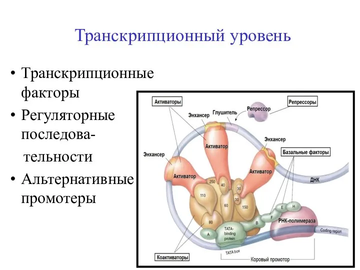 Транскрипционный уровень Транскрипционные факторы Регуляторные последова- тельности Альтернативные промотеры