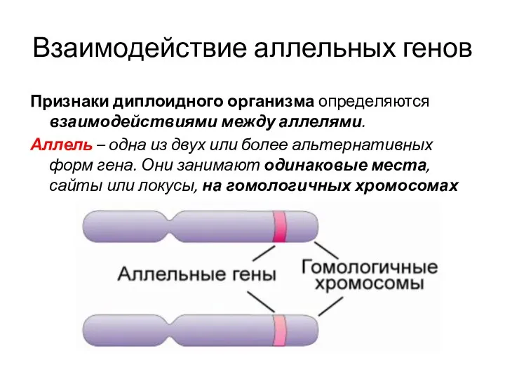 Взаимодействие аллельных генов Признаки диплоидного организма определяются взаимодействиями между аллелями. Аллель