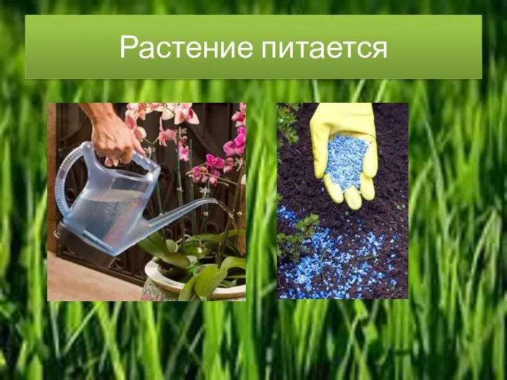 Растение питается