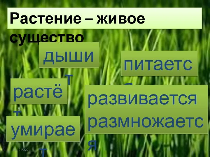 13.10.2020 Растение – живое существо дышит питается растёт развивается размножается умирает