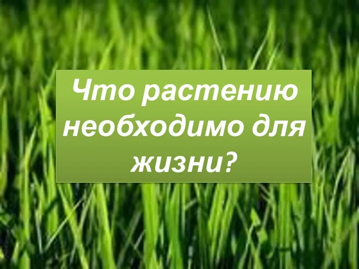 Что растению необходимо для жизни?