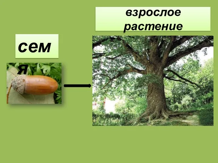 взрослое растение семя