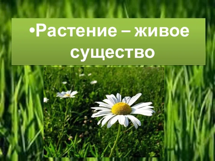 Растение – живое существо