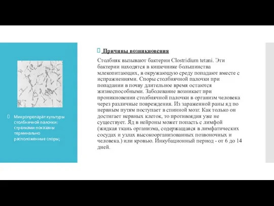 Причины возникновения Столбняк вызывают бактерии Clostridium tetani. Эти бактерии находятся в