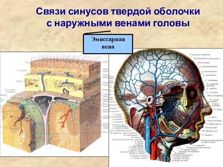 Связи синусов твердой оболочки с наружными венами головы Эмиссарная вена