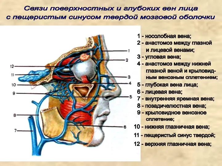 Связи поверхностных и глубоких вен лица с пещеристым синусом твердой мозговой