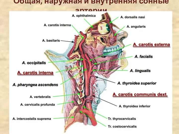 Общая, наружная и внутренняя сонные артерии