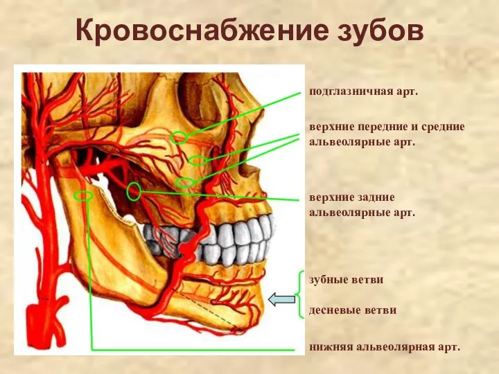 Кровоснабжение зубов нижняя альвеолярная арт. зубные ветви десневые ветви верхние задние