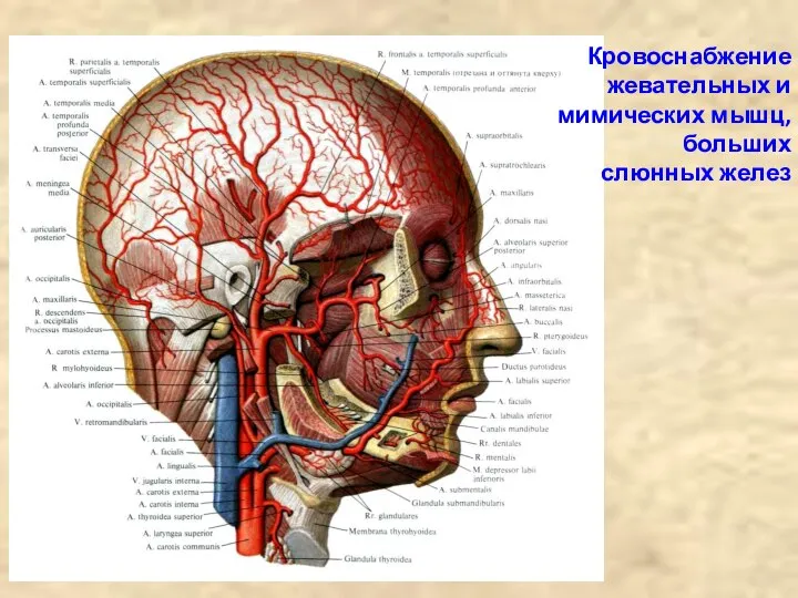 Кровоснабжение жевательных и мимических мышц, больших слюнных желез