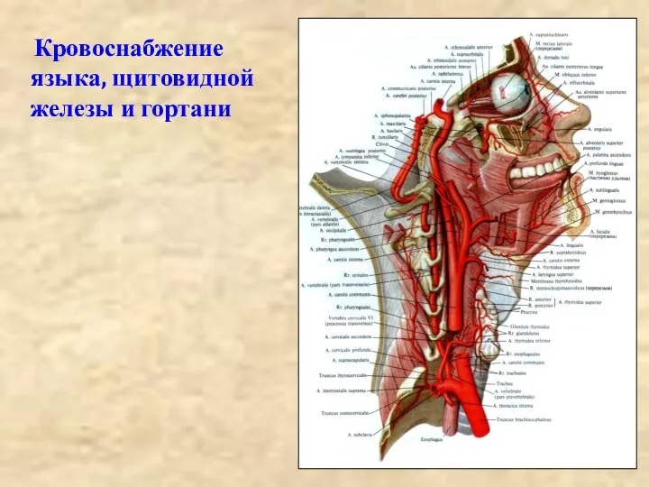 Кровоснабжение языка, щитовидной железы и гортани