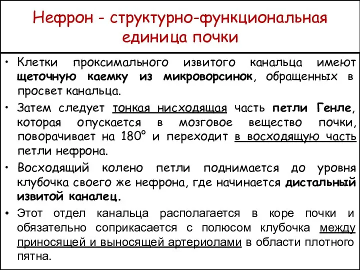 Нефрон - структурно-функциональная единица почки Клетки проксимального извитого канальца имеют щеточную