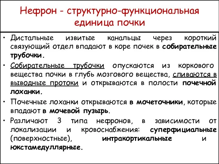 Нефрон - структурно-функциональная единица почки Дистальные извитые канальцы через короткий связующий