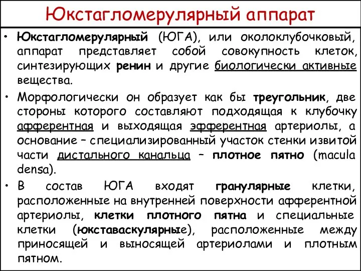 Юкстагломерулярный аппарат Юкстагломерулярный (ЮГА), или околоклубочковый, аппарат представляет собой совокупность клеток,