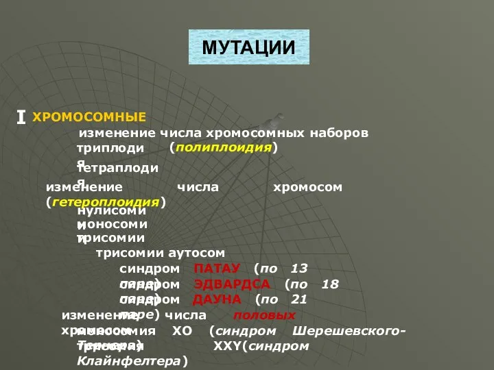 МУТАЦИИ ХРОМОСОМНЫЕ I изменение числа хромосомных наборов (полиплоидия) изменение числа хромосом