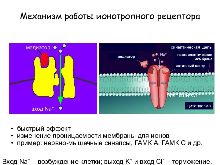 быстрый эффект изменение проницаемости мембраны для ионов пример: нервно-мышечные синапсы, ГАМК