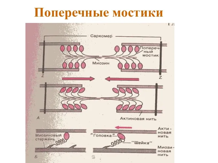 Поперечные мостики