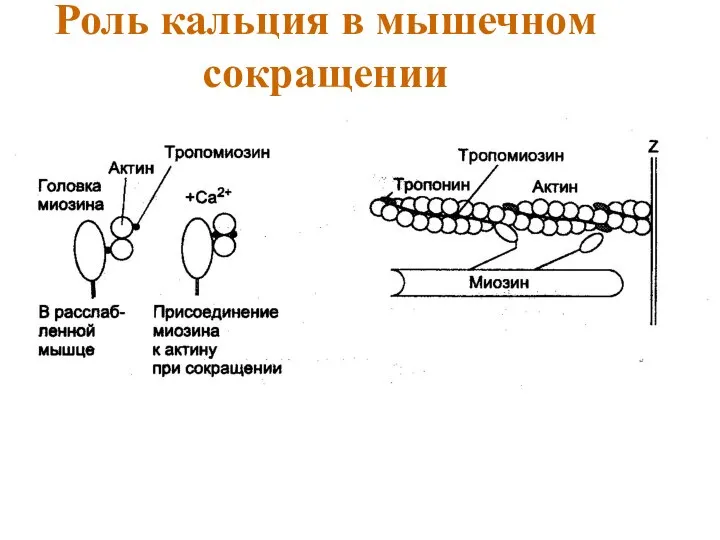 Роль кальция в мышечном сокращении